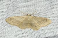 Idaea aversata