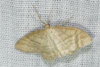 Idaea subsericeata
