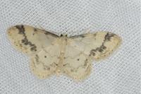 Idaea trigeminata