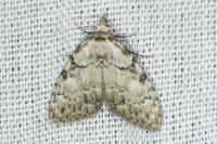 Meganola strigula