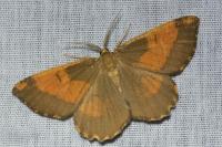 Angerona prunaria