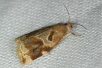 Archips xylosteana