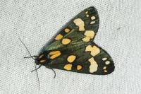 Callimorpha dominula