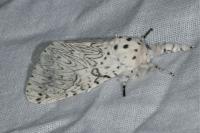 Cerura erminea