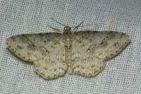 Ectropis crepuscularia