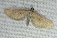 Eupithecia