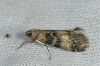 Euzophera pinguis
