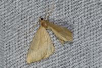 Gandaritis pyraliata