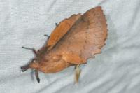 Gastropacha quercifolia