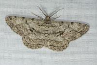 Hypomecis roboraria