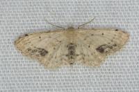 Idaea dimidiata