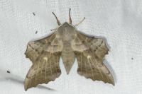 Laothoe populi