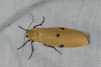 Lithosia quadra