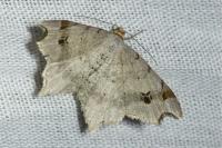 Macaria alternata