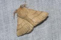 Malacosoma neustria