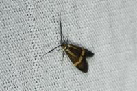 Nemophora degeerella