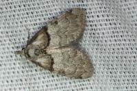 Nola cucullatella