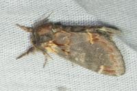 Notodonta dromedarius