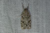 Scoparia