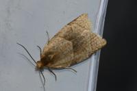 Clepsis rurinana