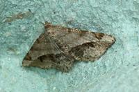 Chiasmia aestimaria