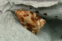 Archips xylosteana