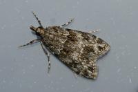 Eudonia mercurella