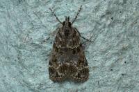 Eudonia mercurella