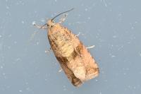 Celypha striana