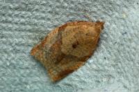 Clepsis consimilana