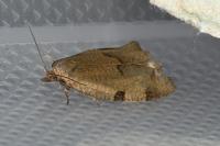 Lozotaenia forsterana