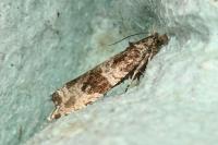 Celypha cespitana