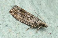 Zeiraphera isertana
