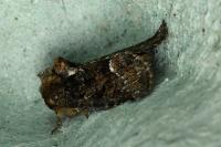 Oligia