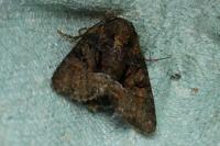 Oligia