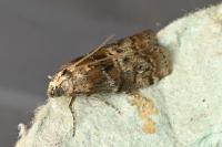 Phycita roborella