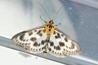Anania hortulata