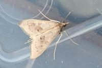 Mecyna asinalis