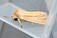 Mythimna impura