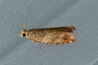 Epinotia abbreviana