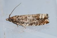 Ancylis achatana