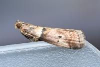 Acrobasis consociella