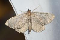 Philereme vetulata