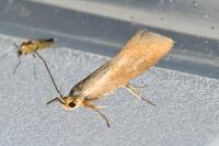 Crassa unitella