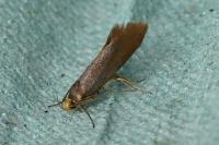 Crassa unitella
