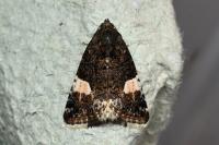 Tyta luctuosa