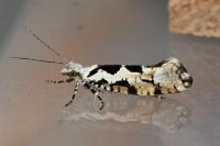 Ypsolopha sequella