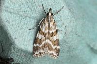 Scoparia pyralella