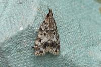Eudonia lacustrata