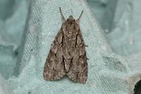 Acronicta psi/tridens